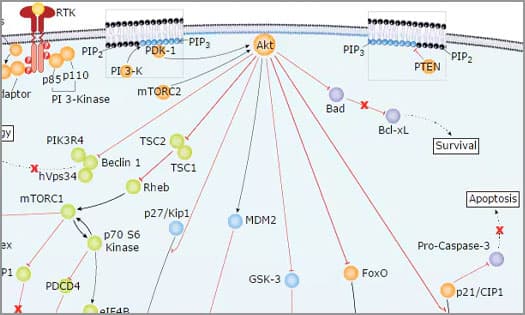 Diagram showing the signaling pathways upstream and downstream of PI 3-K and Akt activation