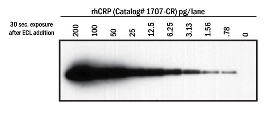 Detection of Recombinant Human CRP visualized with VisULite™ ECL Western Blotting Substrate.
