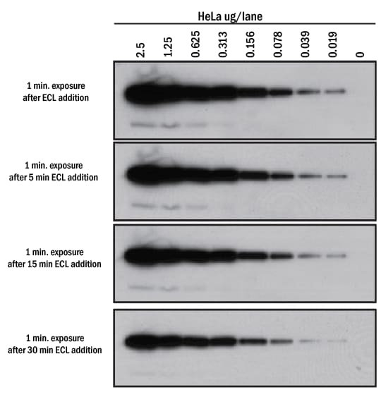 Signal duration with VisULite™ ECL Western Blotting Substrate.