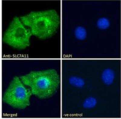 Immunocytochemistry/ Immunofluorescence: xCT Antibody [NB100-59735]