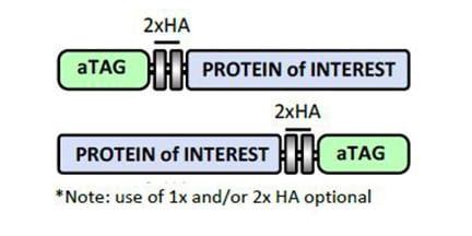 N-terminal/C-terminal aTAG Schematic
