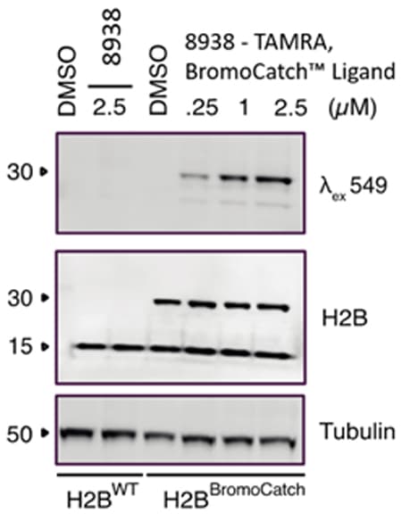 TAMRA probes for cell lysate experiments.