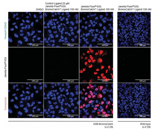 Cellular validation of Janelia Fluor 635, BromoCatch Ligand using live-cell confocal microscopy