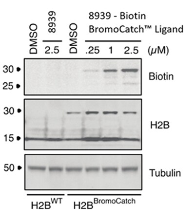 Biotin BromoCatch ligand probes for cell lysate experiments