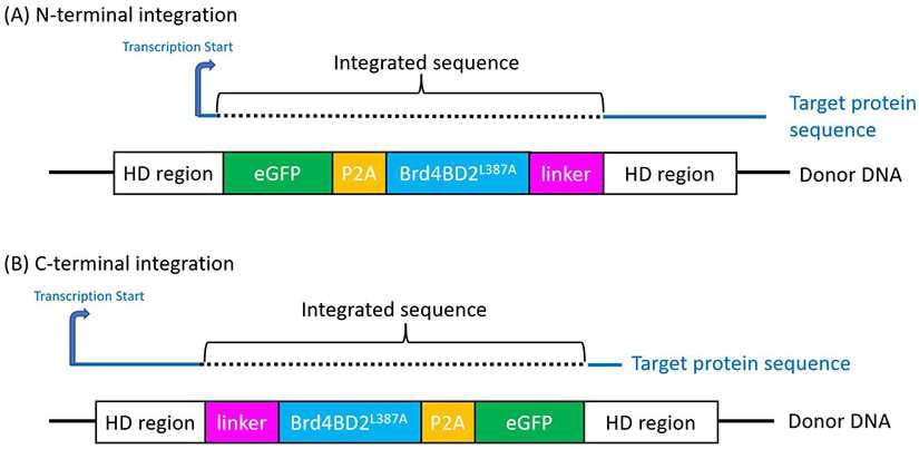 The donor DNA for integration of the BromoTag to the terminuses of a target protein