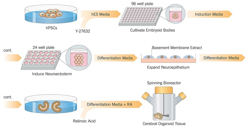 Graphic Protocol Overview of Cerebral Organoid Genesis 