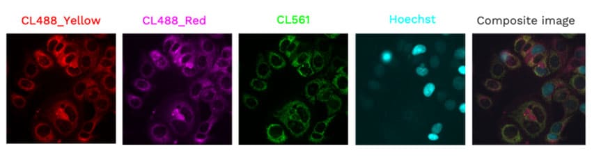 MCF-7 cells stained with ChromaLIVE when seeded