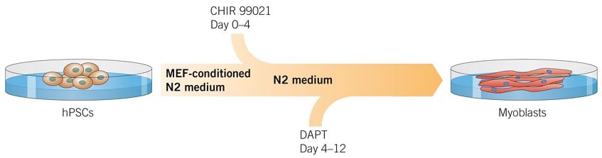 Generation of Myoblasts from hiPSCs