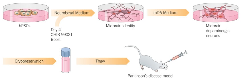 Schematic showing a protocol for the generation of midbrain dopaminergic neurons from hPSCs