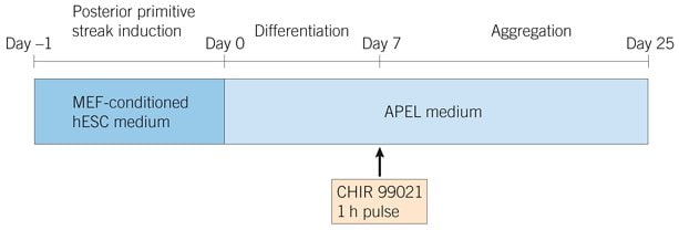 Timeline for Generation of Kidney Organoids from hPSCs