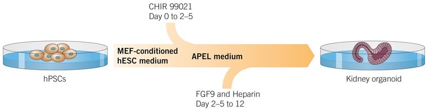 Generation of Kidney Organoids from hPSCs
