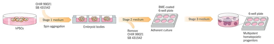 Schematic outlining a protocol for the generation of hematopoietic progenitor cells from human pluripotent stem cells (hPSCs)