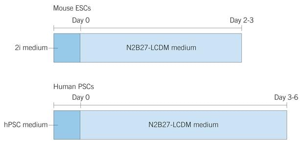 Timeline for generation and propagation of EPS cells 