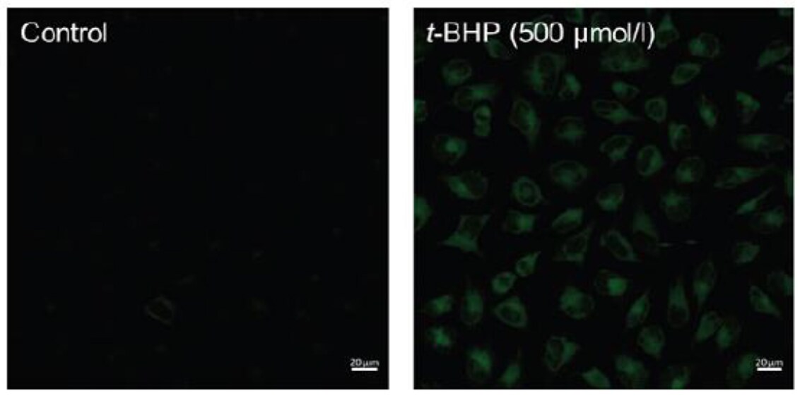 Fluorescence images of lipid peroxidation in HeLa cells