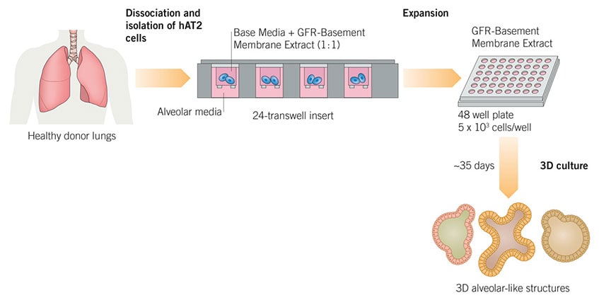3D Culture of Lung Alveolar Cells