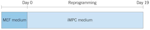 Timeline for Reprogramming MEFs into Skeletal Muscle Progenitors
