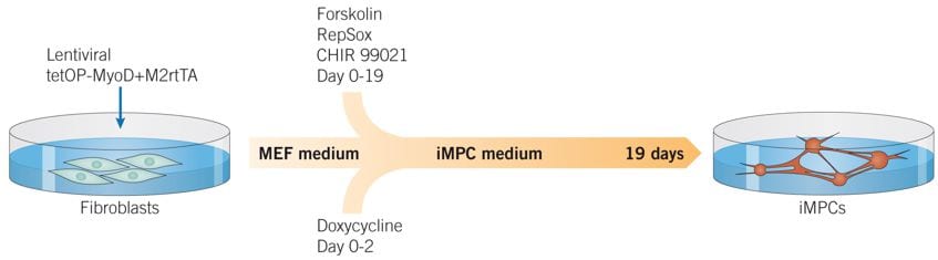 Reprogramming MEFs into Skeletal Muscle Progenitors