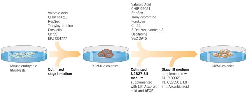 Highly Efficient Generation of CiPSCs from MEFs