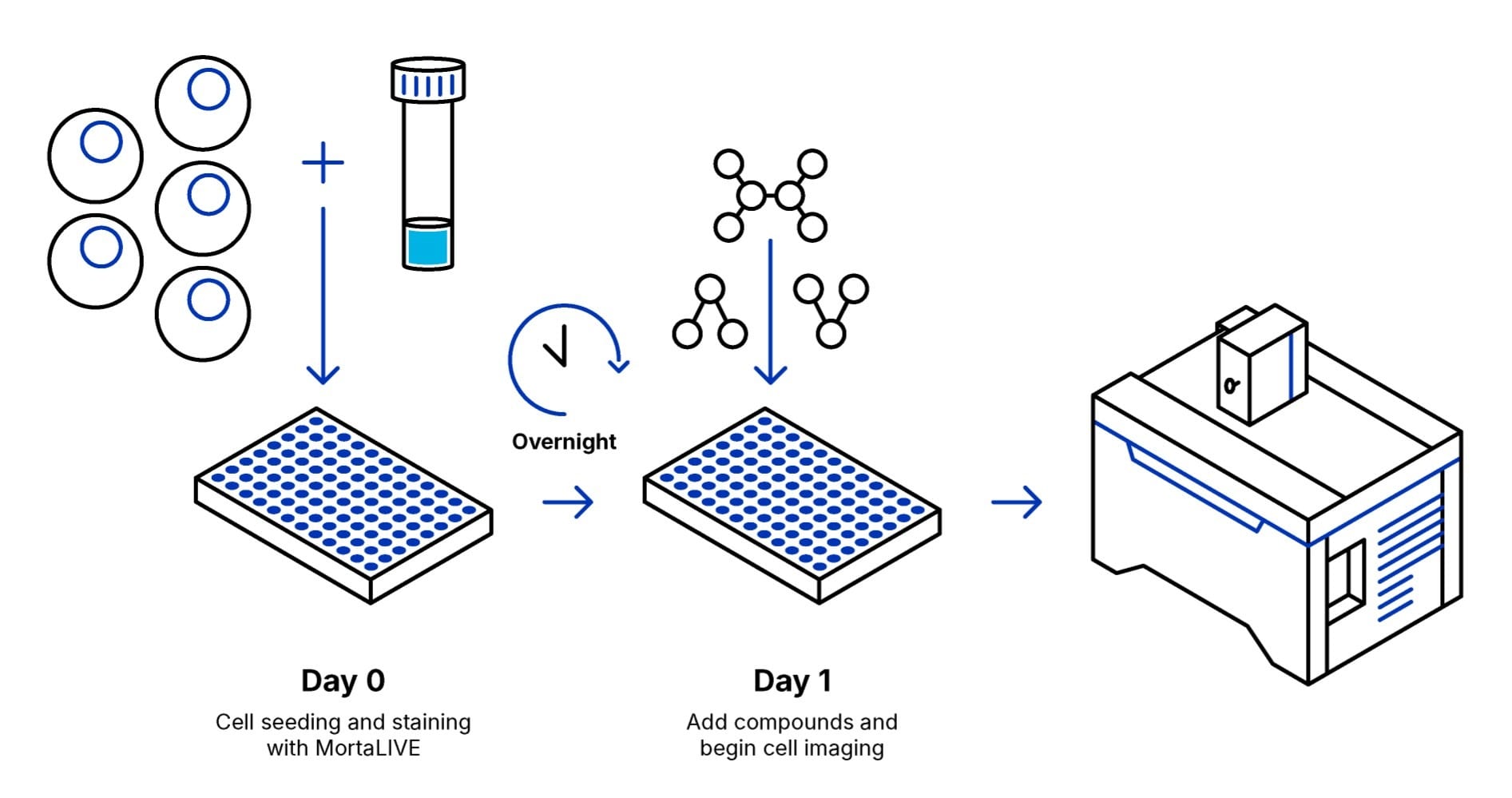 MortaLIVE Non-Toxic Dye Protocol Overview