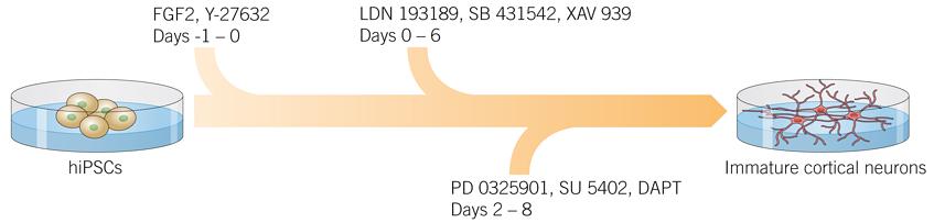 A Small Molecule Cocktail for Accelerated Induction of Cortical Neurons from hiPSCs