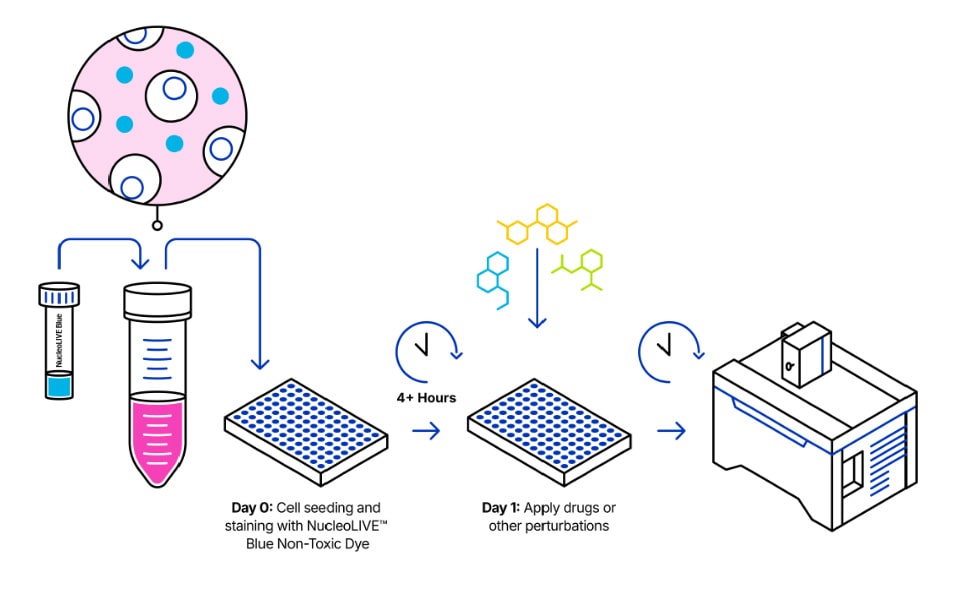 Protocol overview for NucleoLIVE™ Blue Non-Toxic Dye