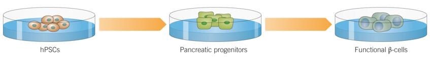 Generation of Beta Cells from hPSCs