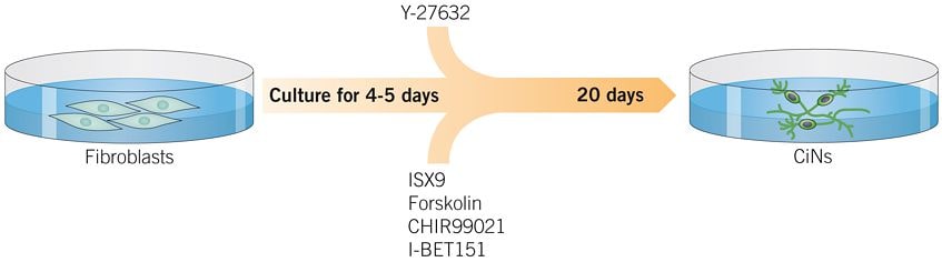 Small Molecules Promote Formation of Neuron-like Cells from Fibroblasts