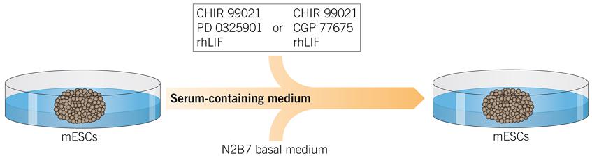 Small Molecules for Culturing Transcriptomically Distinct Pluripotent mESCs