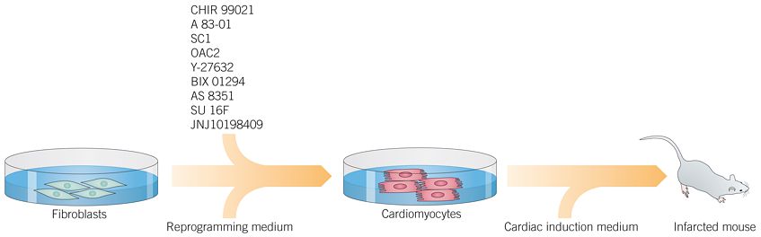 A Small Molecule Cocktail to Generate Cardiomyocyte-like Cells from Fibroblasts
