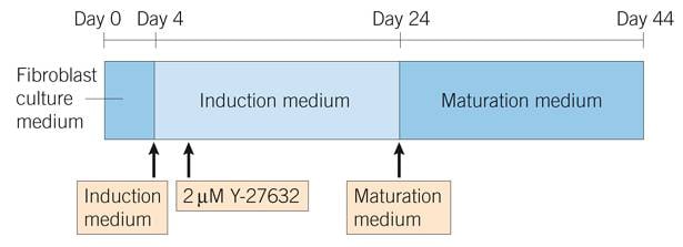 Timeline for Culturing Transcriptomically Distinct Pluripotent mESCs