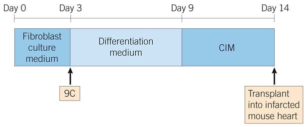 Converting Fibroblasts into Cardiomyocyte-like Cells Timeline
