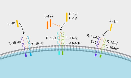 IL-1 family cytokines, IL-1 alpha, IL-1 beta, IL-18, and IL-33 binding to their respective receptor complexes, with inhibition of IL-1 alpha/beta cytokines by IL-1ra