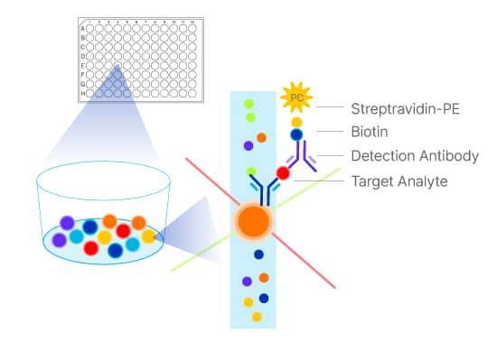 Luminex® assay principle showing capture of the target analyte by color-coded beads and two laser detection of the bead/analyte and the magnitude of the PE signal