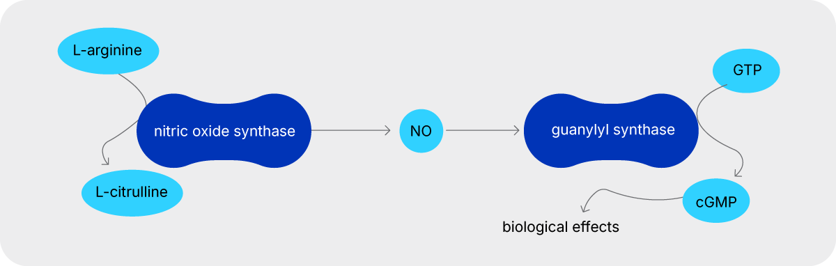 Nitric Oxide Biosynthesis Pathway