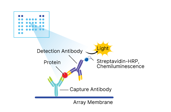 R&D Systems Proteome Profiler Antibody Array assay principle showing the membrane spotted with capture antibodies and detection using chemiluminescence