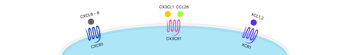 CXCL6-8, CX3CL1, CCL26, and XCL1, 2 chemokines binding to their seven transmembrane G protein-coupled chemokine receptors