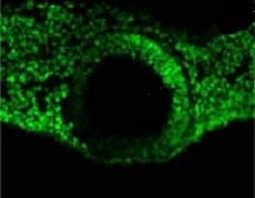 Human COUP-TF I/NR2F1 Antibody (Clone H8132) PP-H8132-00
