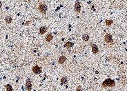 Human GPR158 Antibody MAB10286