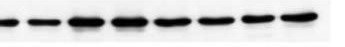Mouse BAMBI/NMA Antibody AF2387