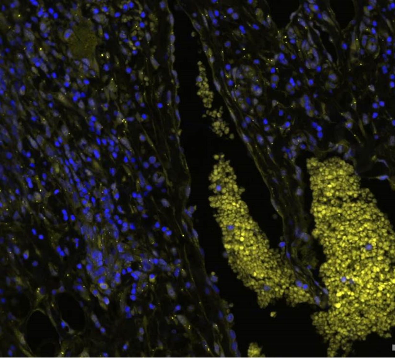 CD11b Antibody [Alexa Fluor® 647] NB110-89474AF647
