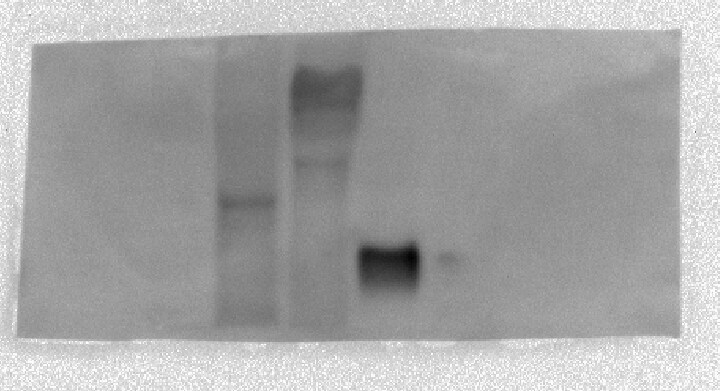 FCRN/FCGRT Antibody - BSA Free NBP1-89128