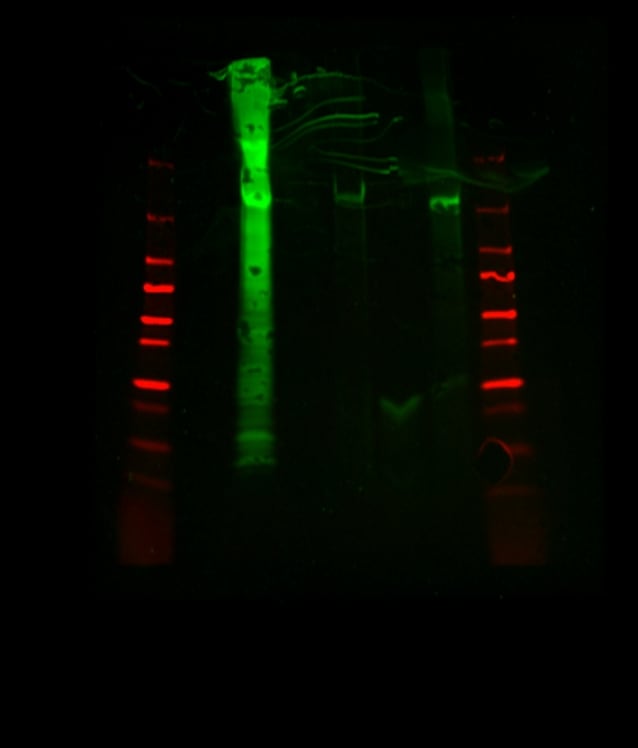 Human Notch‑3 Antibody AF1559