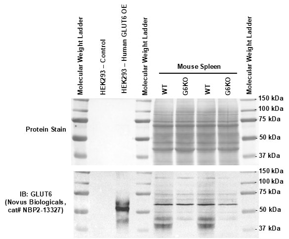 Glucose Transporter GLUT6 Antibody - BSA Free NBP2-13327