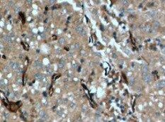 Human Helios Antibody MAB73091
