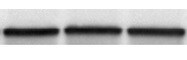 RelA/NFkB p65 Antibody (112A1021) [Biotin] NB100-56055