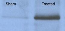 CCR1 Antibody - BSA Free NB100-56334