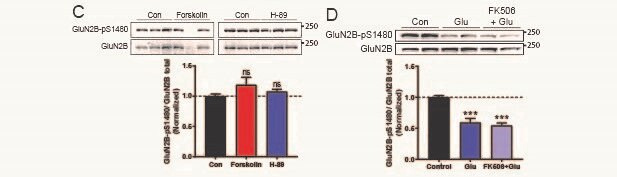 H 89 dihydrochloride 2910