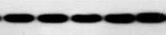 Mouse PD-L1/B7-H1 Antibody MAB90781
