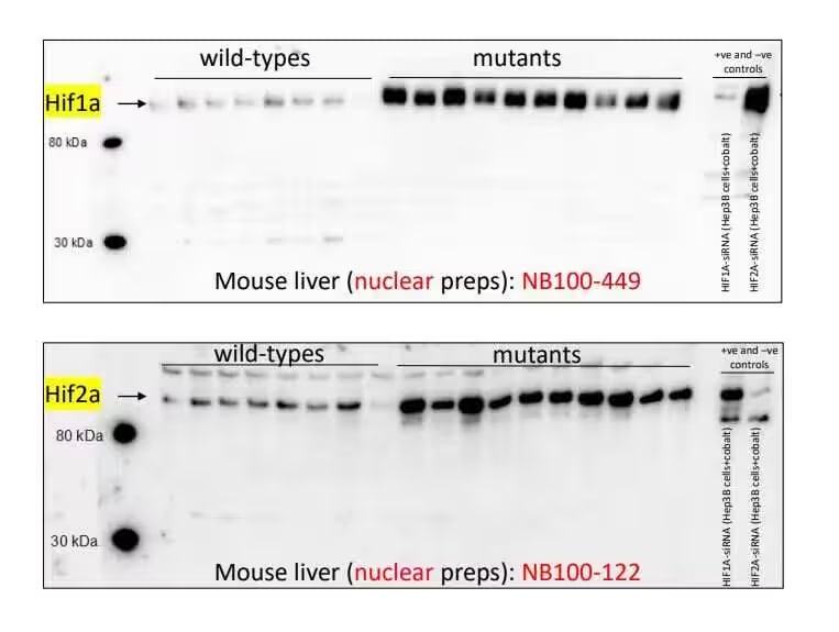 HIF-2 alpha/EPAS1 Antibody - BSA Free NB100-122