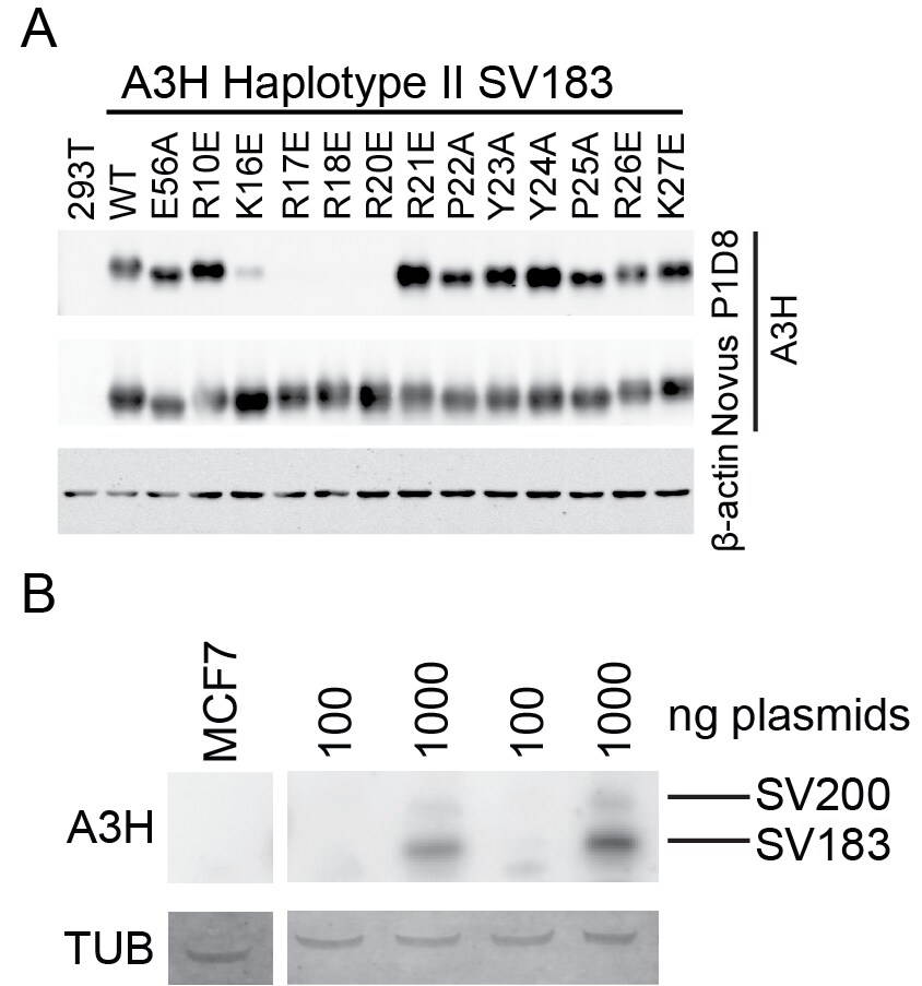 ARP10 Antibody - BSA Free NBP1-91682